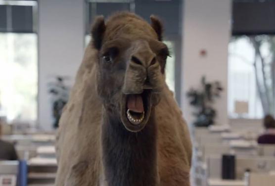 GEICO’s Hump Day Ad Has Trended Every Wednesday Since Launch