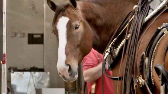 Unruly Global Ads Chart: Budweiser’s Brotherhood Canters To Top Spot