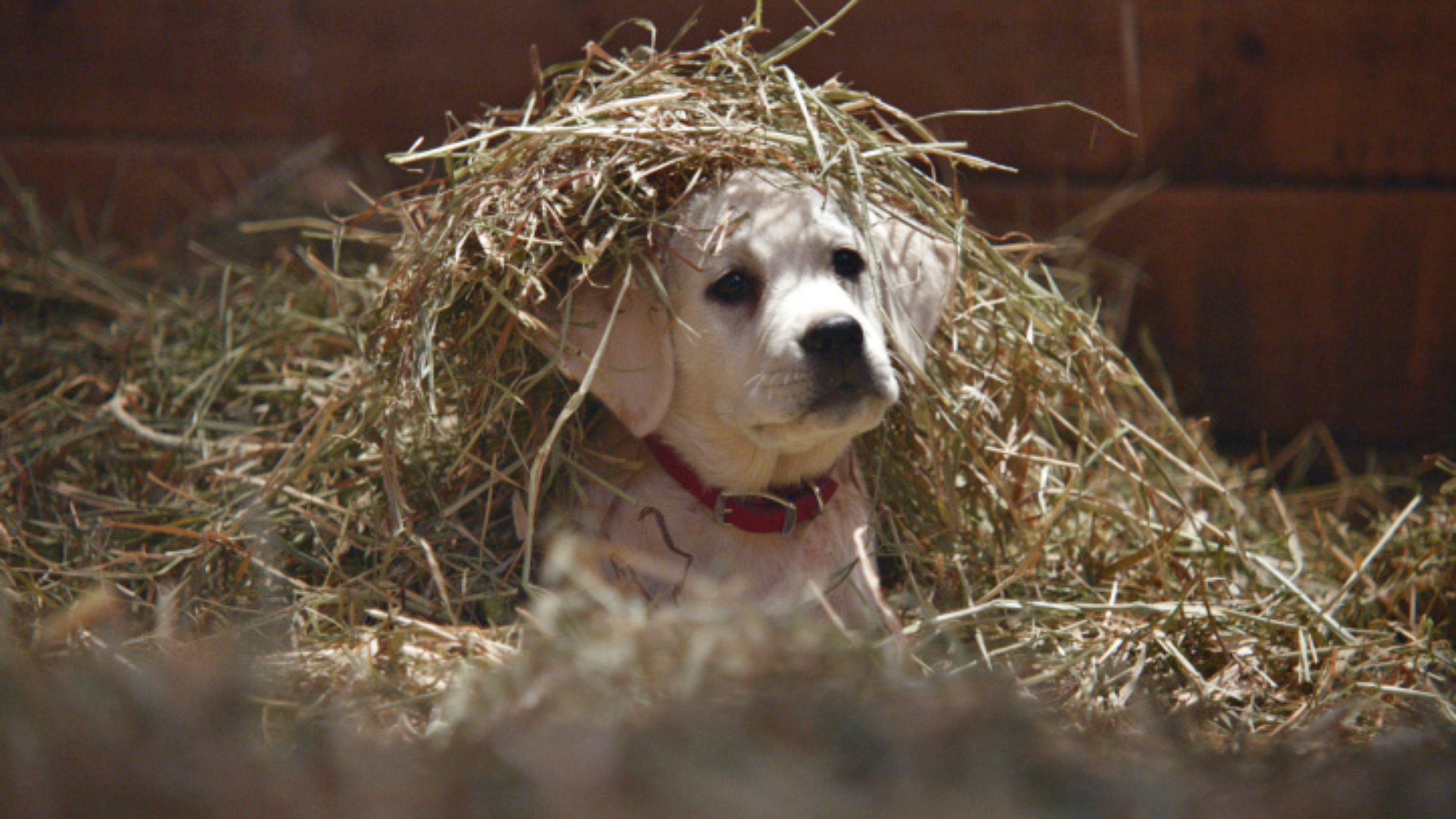 Super Bowl 2015 Ad Round-Up: Puppies, Pac-Man And The Brady Bunch