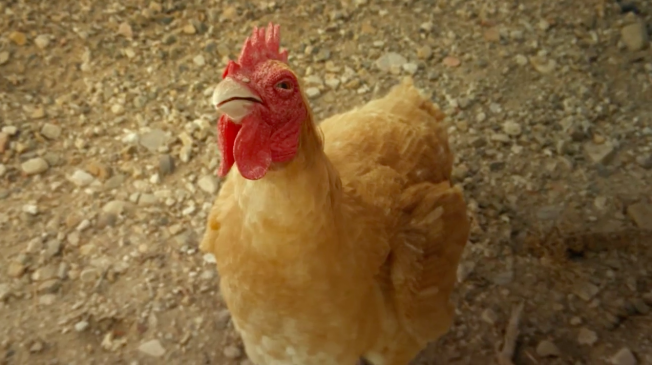 Chickens Running And Beers Flowing: 5 Ads You Should Watch Right Now