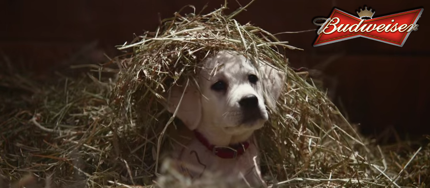 Puppy Power Helps Budweiser Win Super Bowl For Third Time In A Row