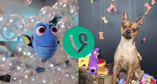The Best Branded Vines Of June 2016: Puppy Wishes & Bedroom Fishes