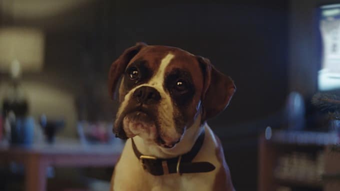 John Lewis Christmas Ad Buster The Boxer On Track To Be A Record Breaker